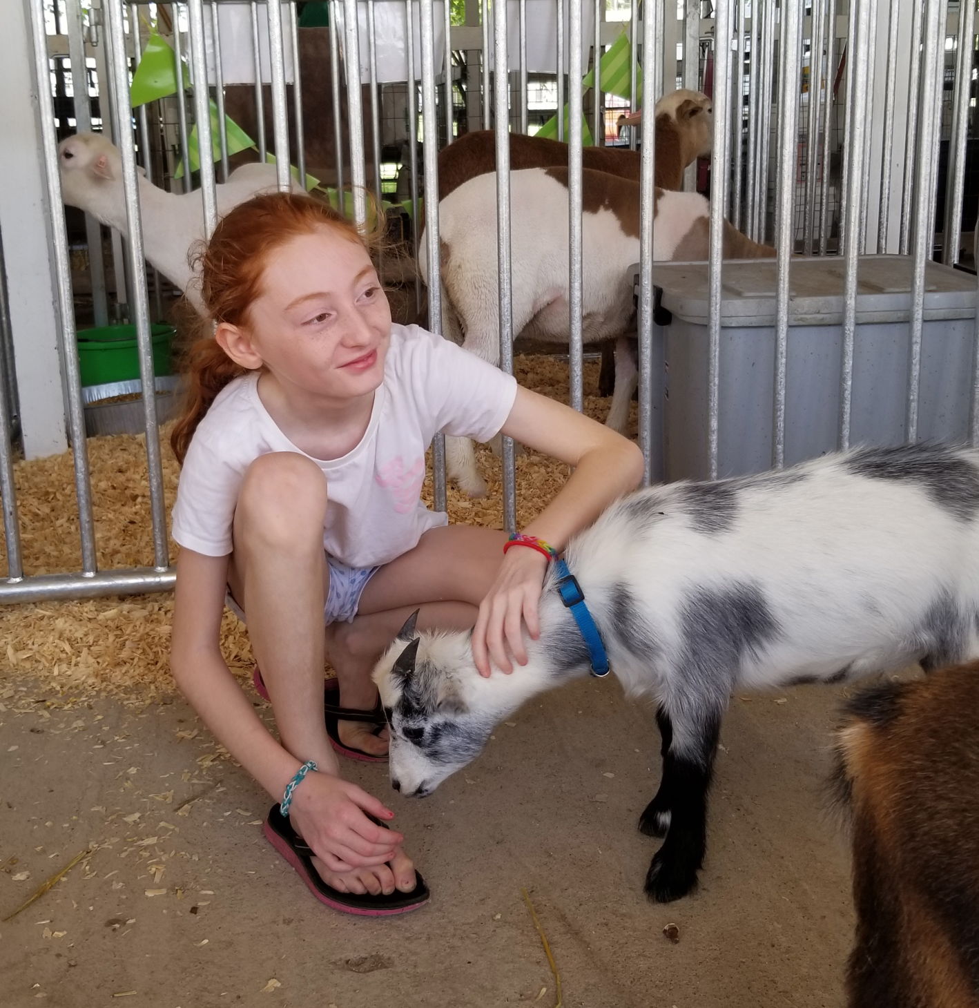 Visiting a goat